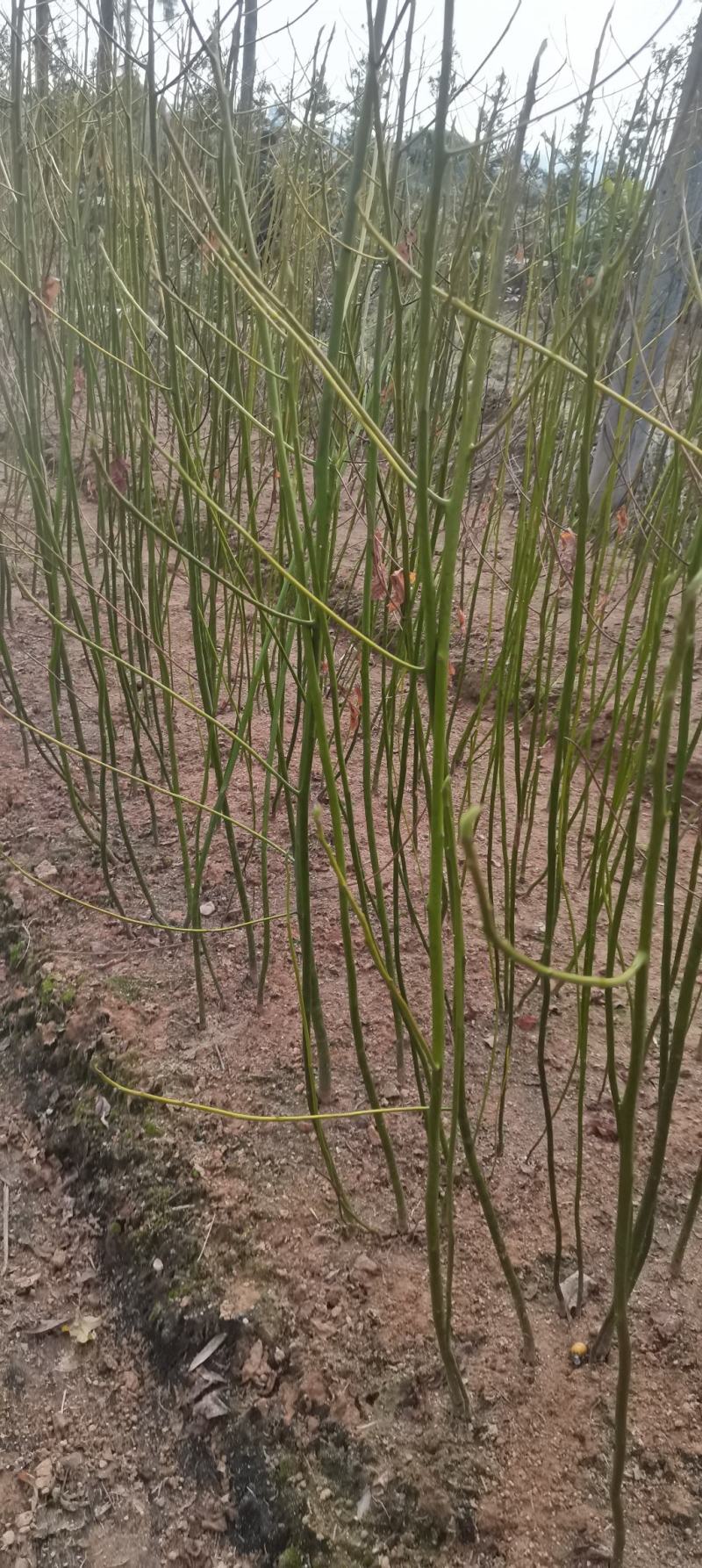 供应一年生檫木小苗，江西檫木，造林树种，苗圃直供