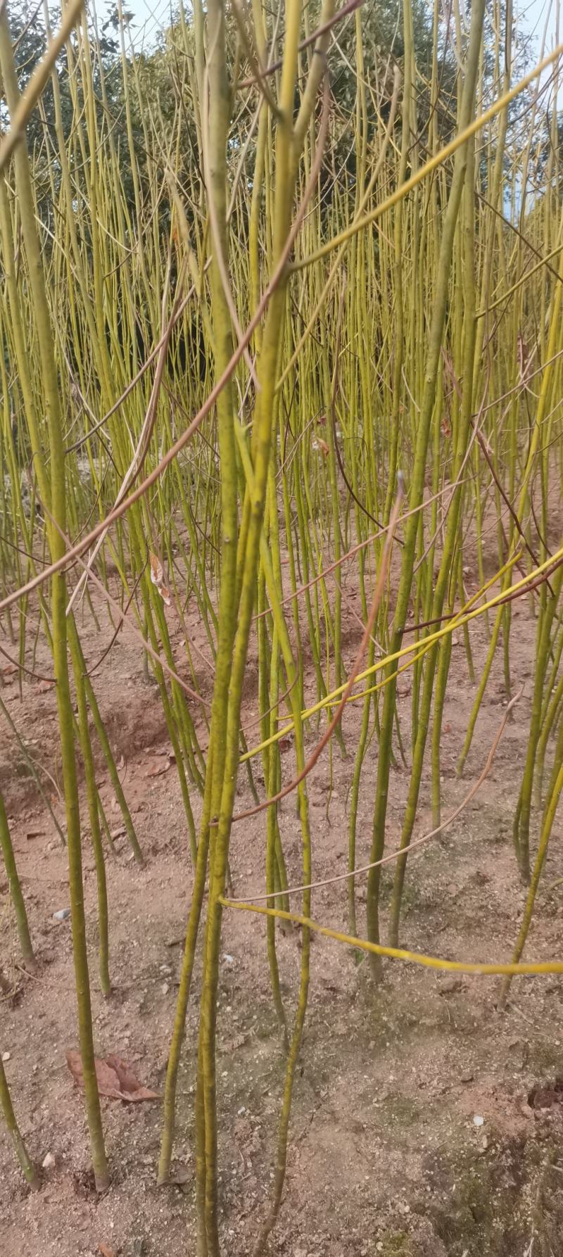 供应一年生檫木小苗，江西檫木，造林树种，苗圃直供