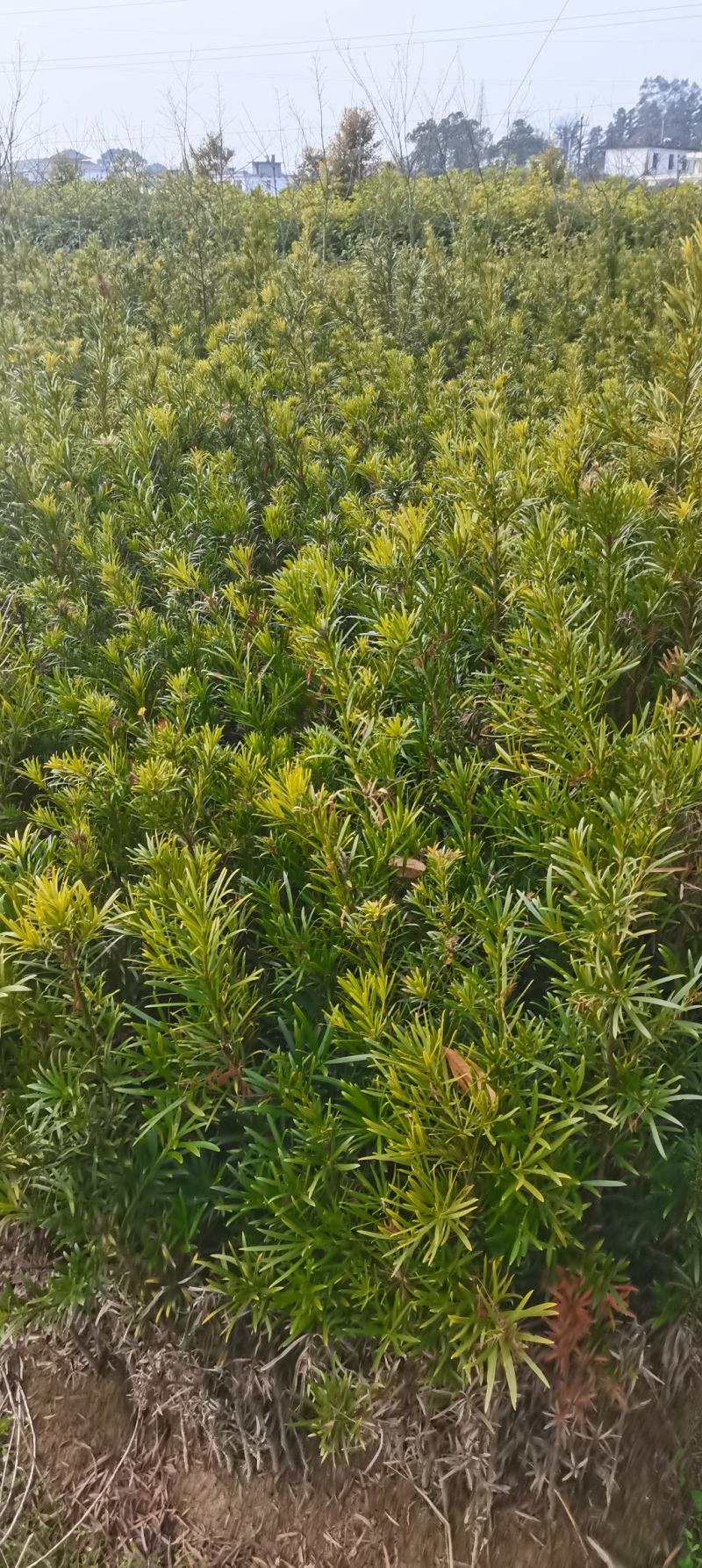 苗圃直供罗汉松苗，大小规格齐全，罗汉批发价格，海量供应