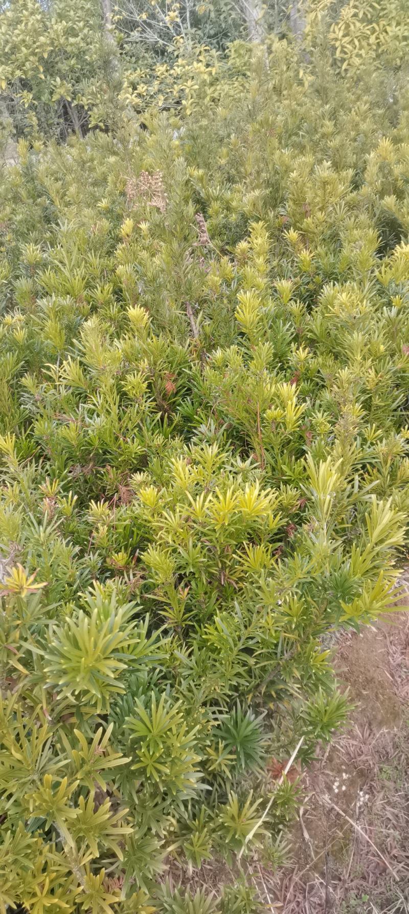 苗圃直供罗汉松苗，大小规格齐全，罗汉批发价格，海量供应