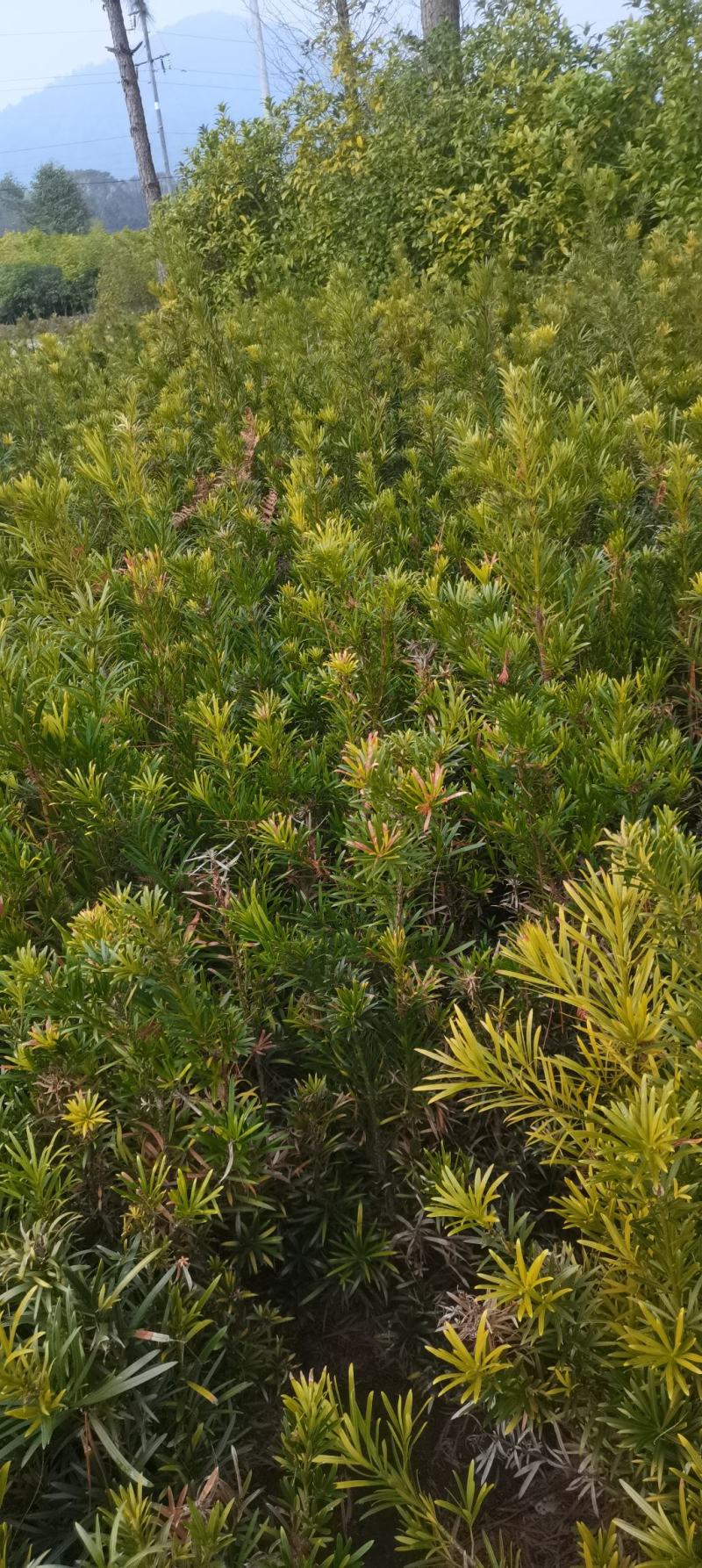 苗圃直供罗汉松苗，大小规格齐全，罗汉批发价格，海量供应