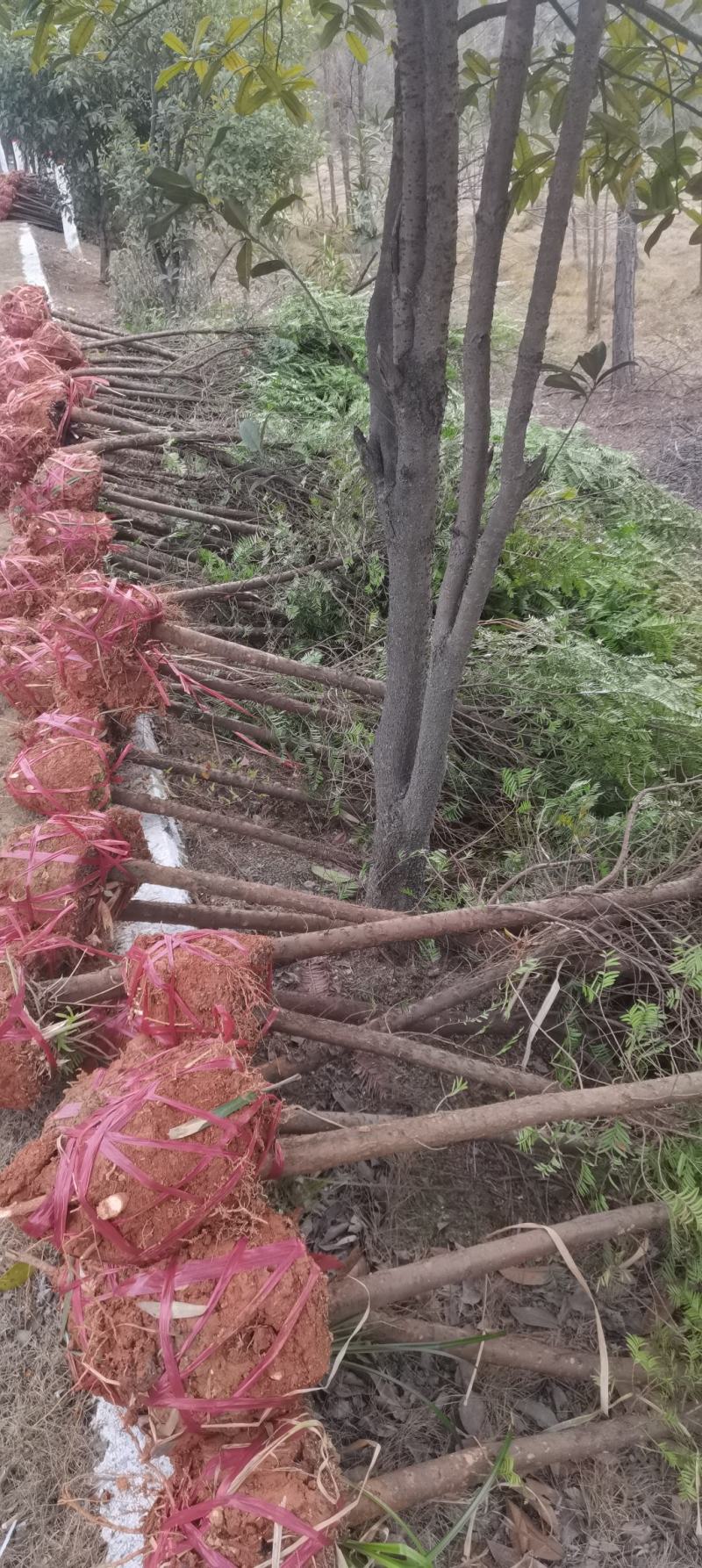 供应2-3-4-5-6公分红豆杉，南方红豆杉苗大量供应