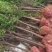 供应2-3-4-5-6公分红豆杉，南方红豆杉苗大量供应