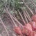 供应2-3-4-5-6公分红豆杉，南方红豆杉苗大量供应