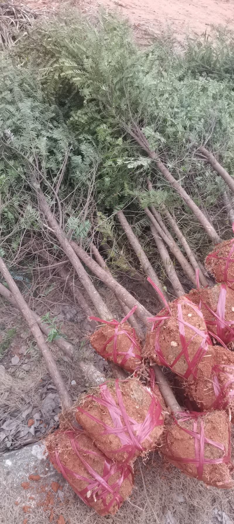 供应2-3-4-5-6公分红豆杉，南方红豆杉苗大量供应