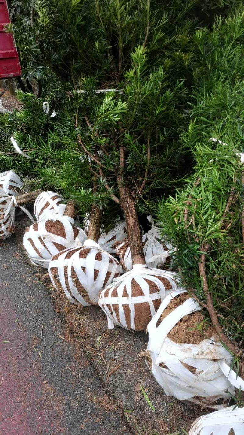 供应7公分罗汉松，自家苗圃供应，移栽田苗，走量批发