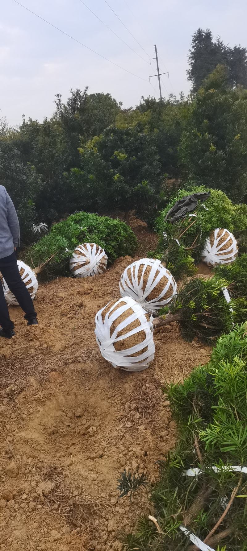 供应7公分罗汉松，自家苗圃供应，移栽田苗，走量批发