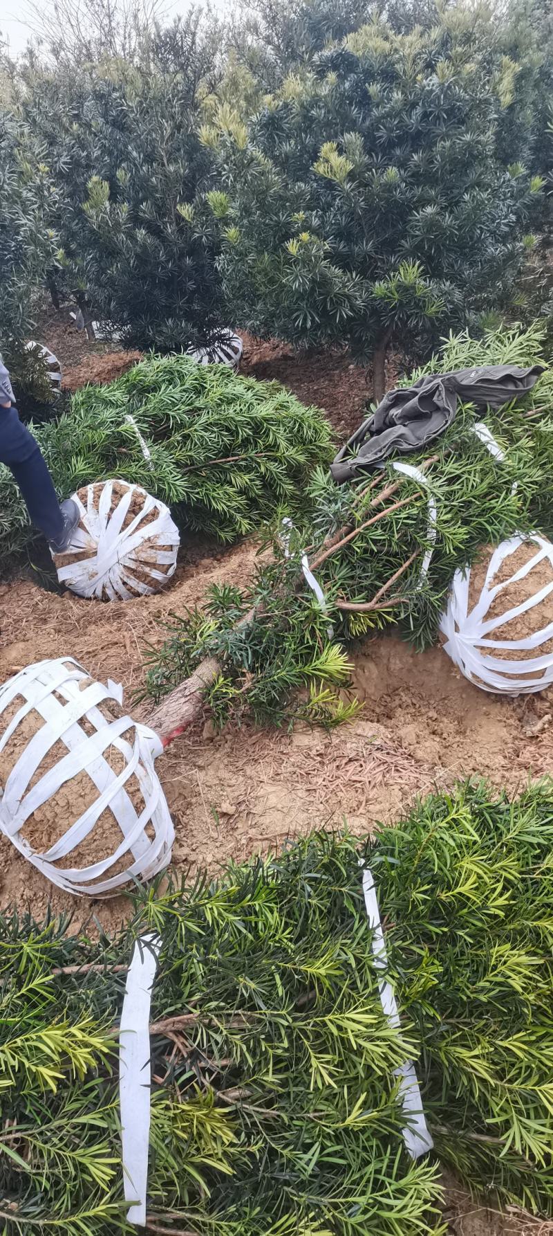 供应7公分罗汉松，自家苗圃供应，移栽田苗，走量批发