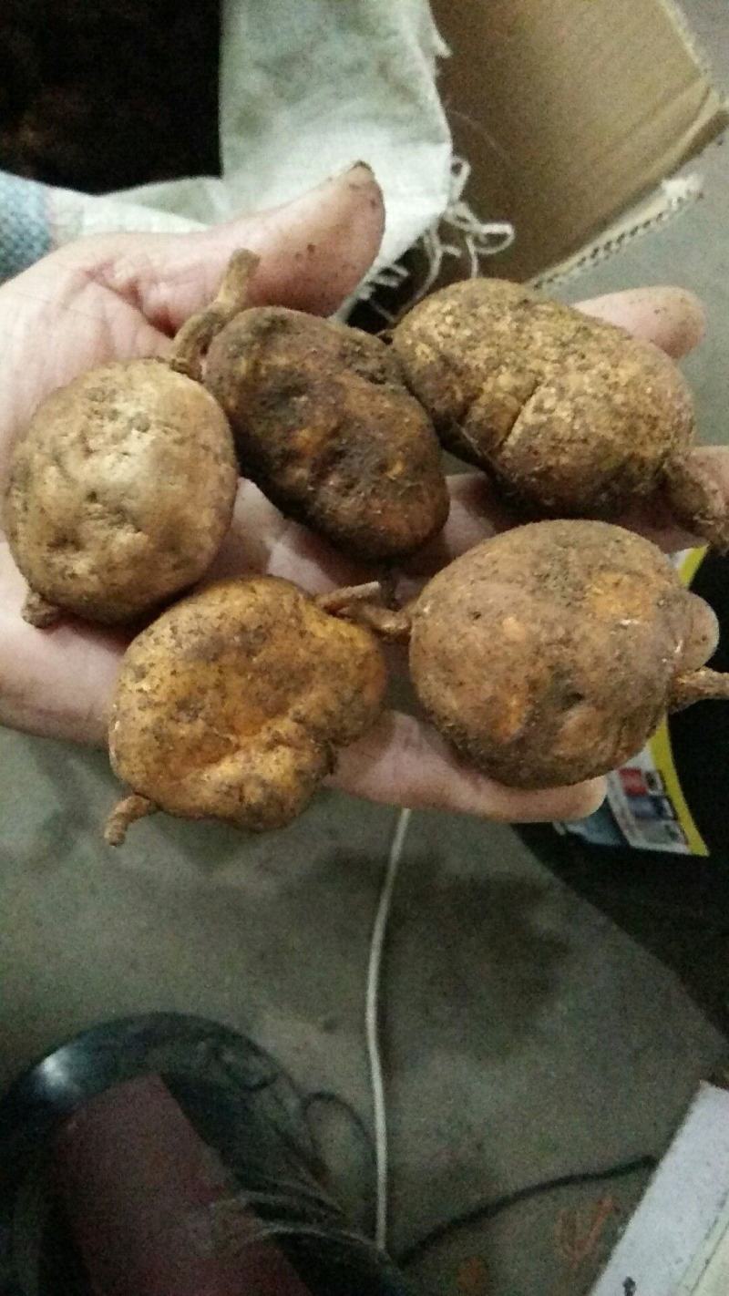 【正品地苦胆】一手货源，大山深处挖的。诚信经营，全国发货