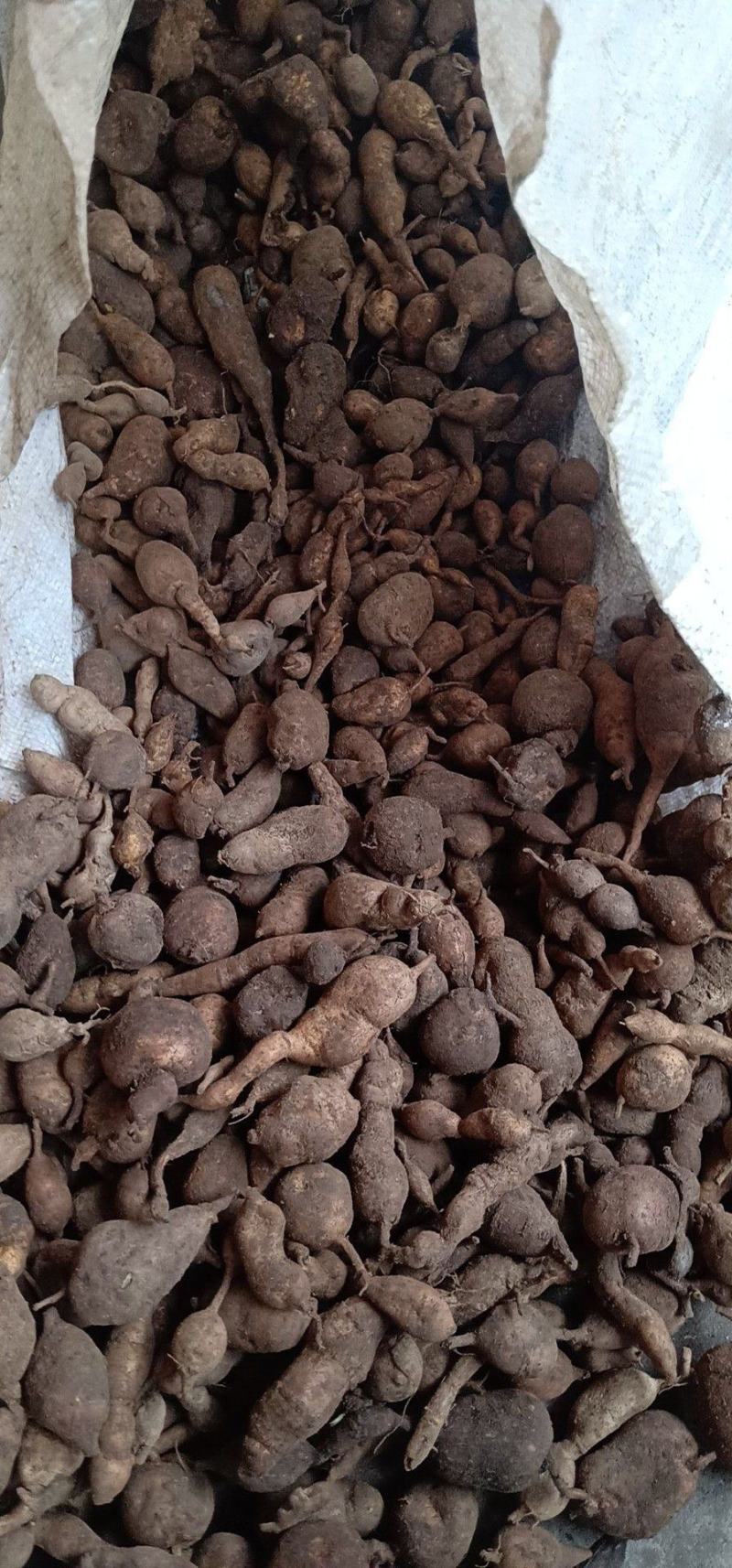 【正品地苦胆】一手货源，大山深处挖的。诚信经营，全国发货