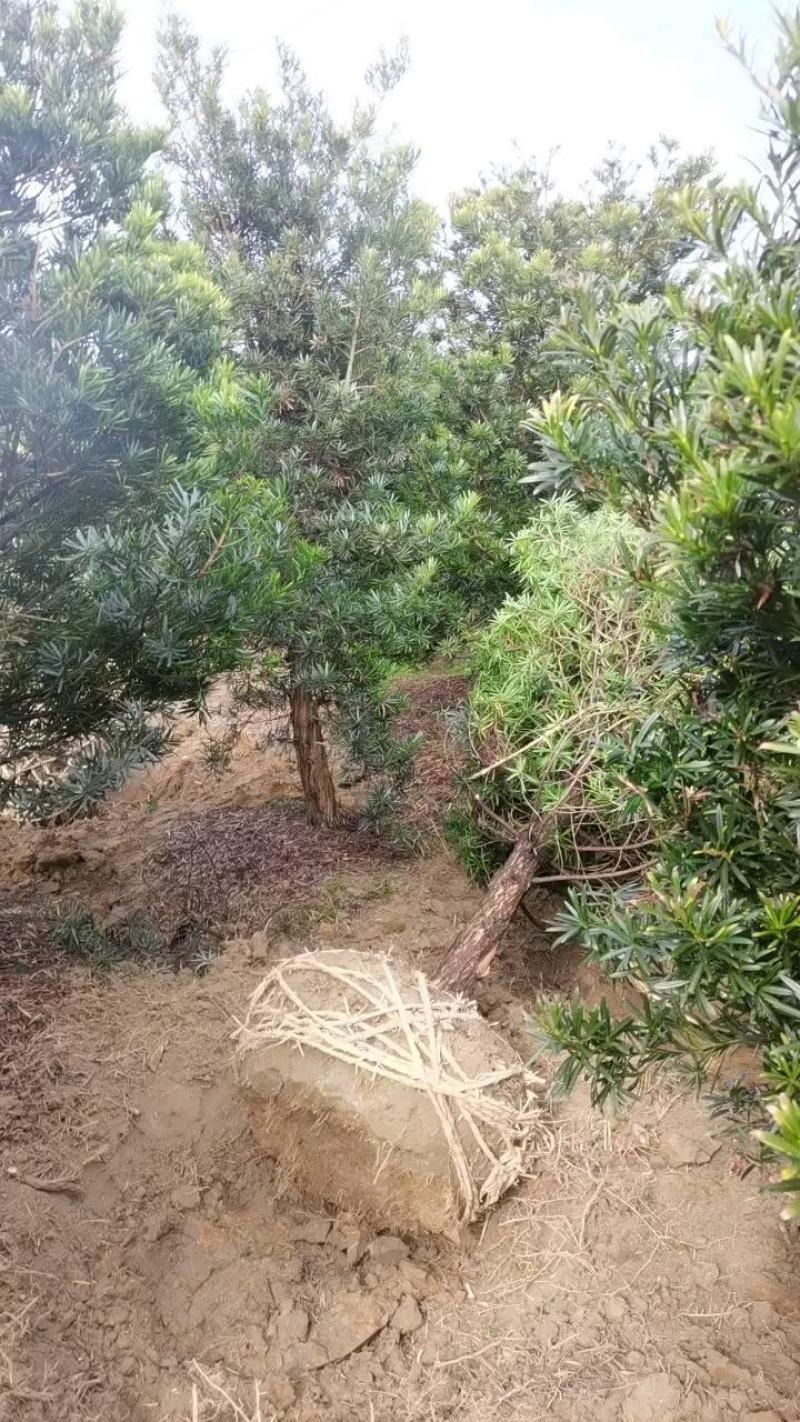 10公分精品罗汉松，造型罗汉松基地主营树种，量大供应