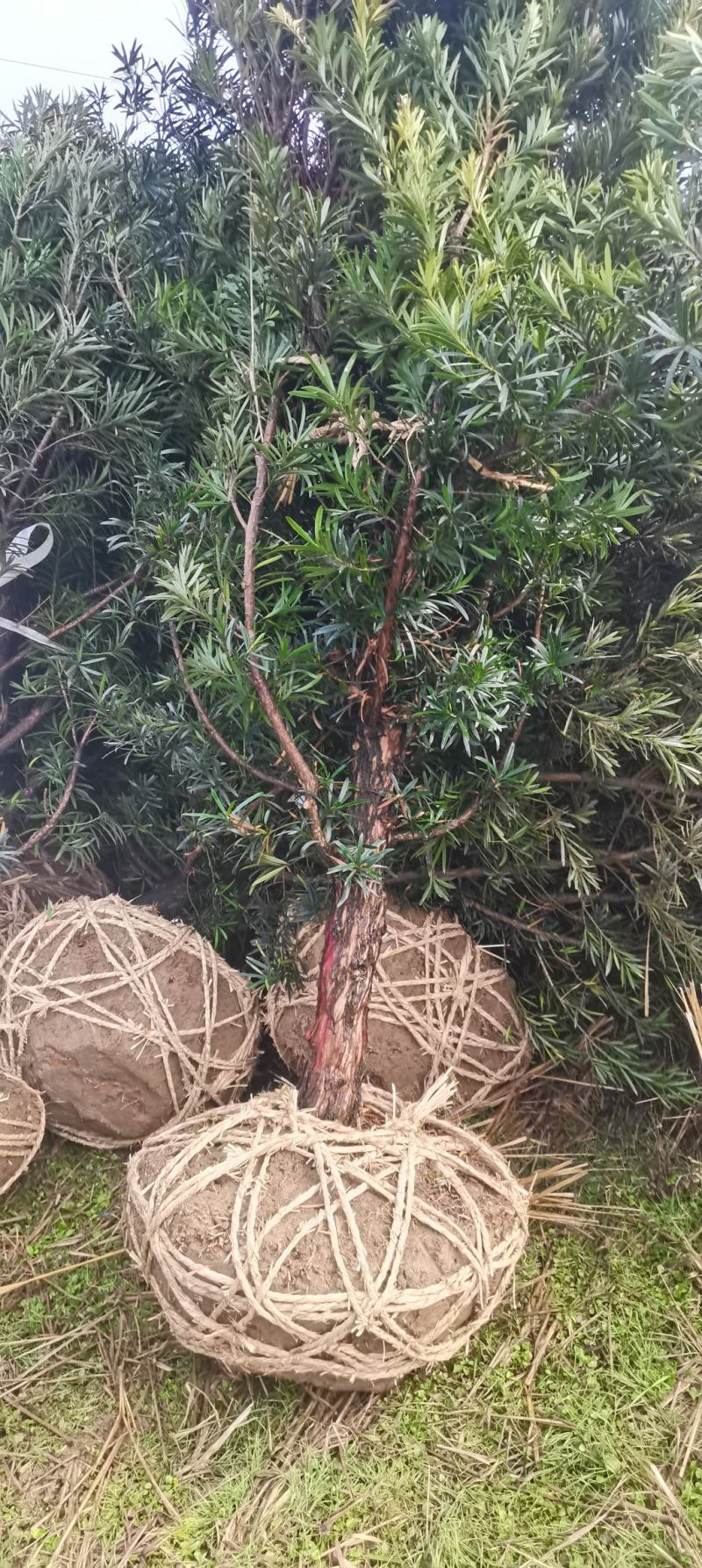 10公分精品罗汉松，造型罗汉松基地主营树种，量大供应