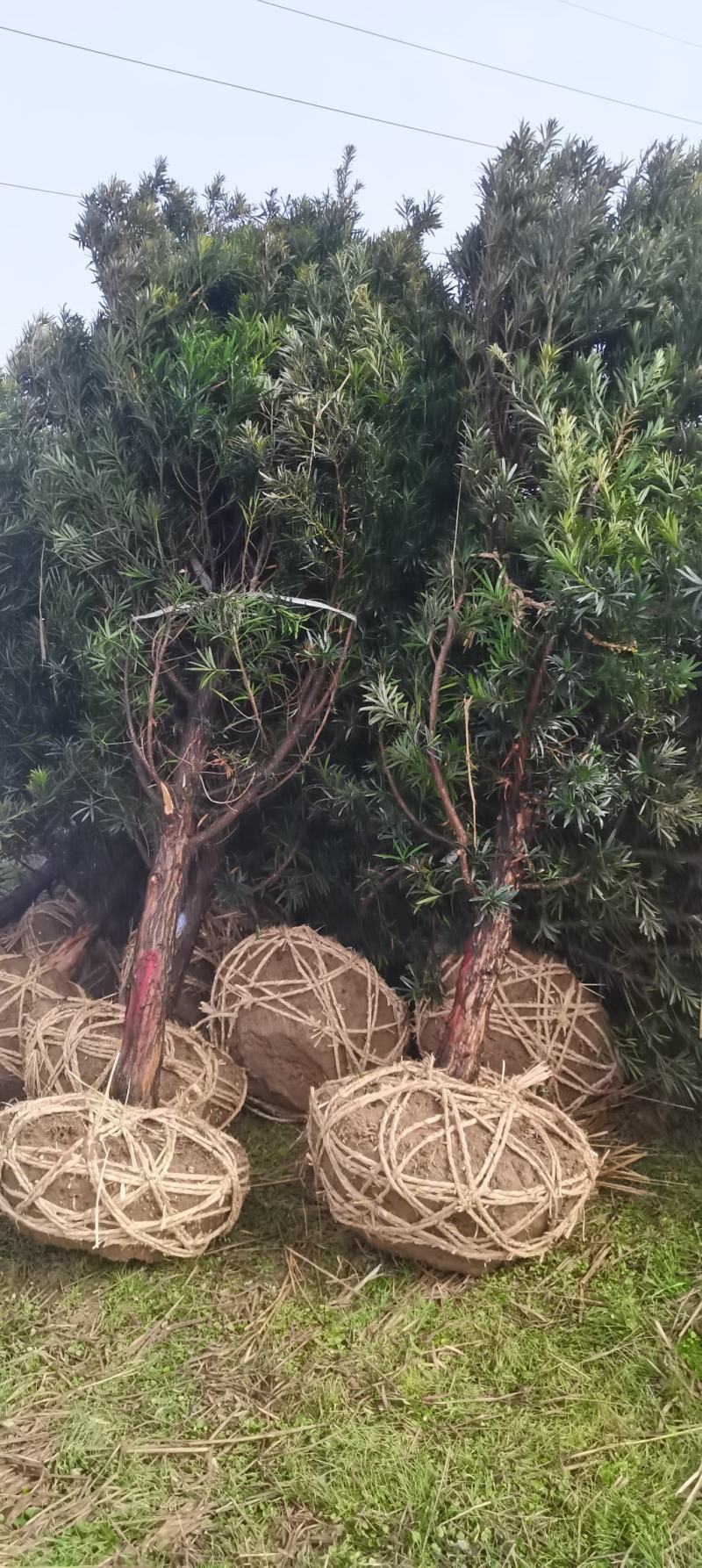 10公分精品罗汉松，造型罗汉松基地主营树种，量大供应