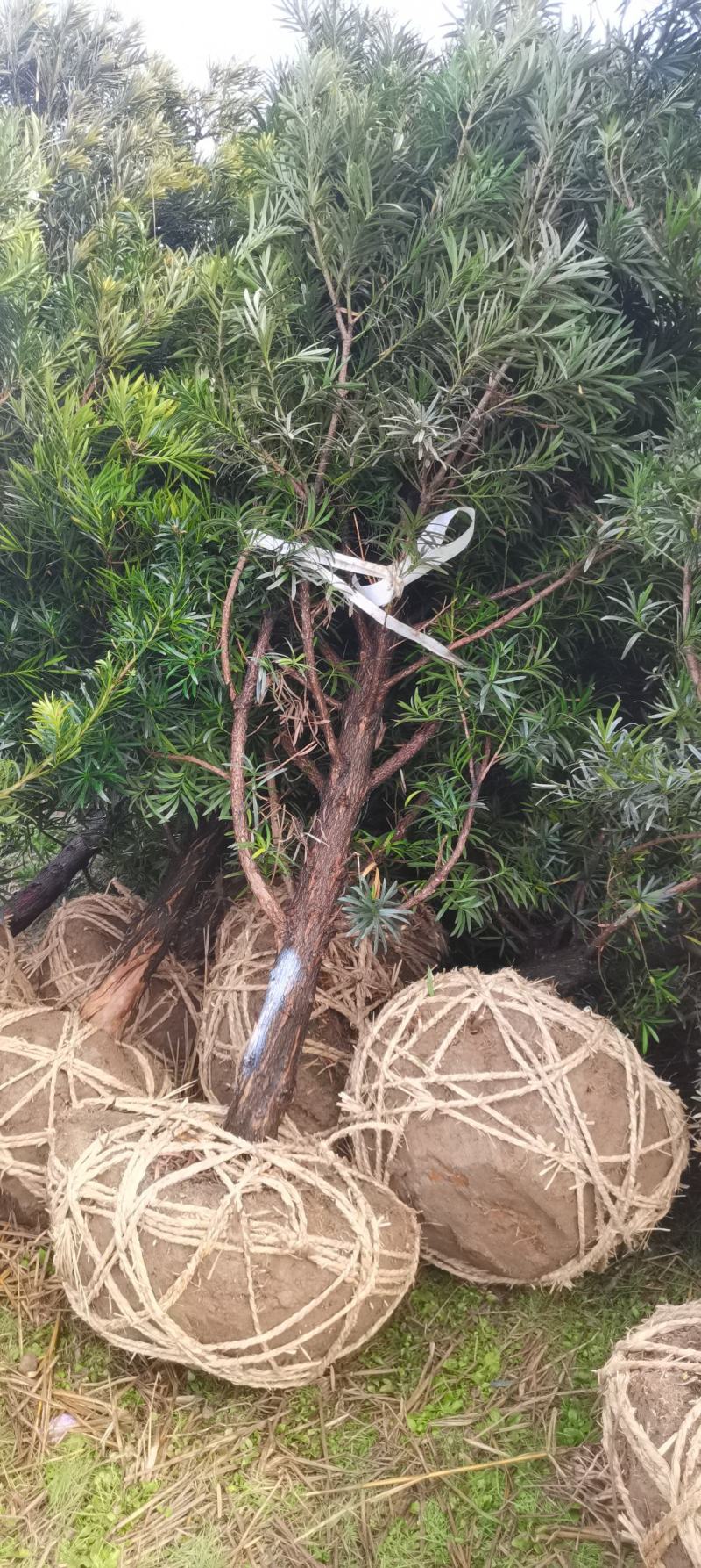 10公分精品罗汉松，造型罗汉松基地主营树种，量大供应