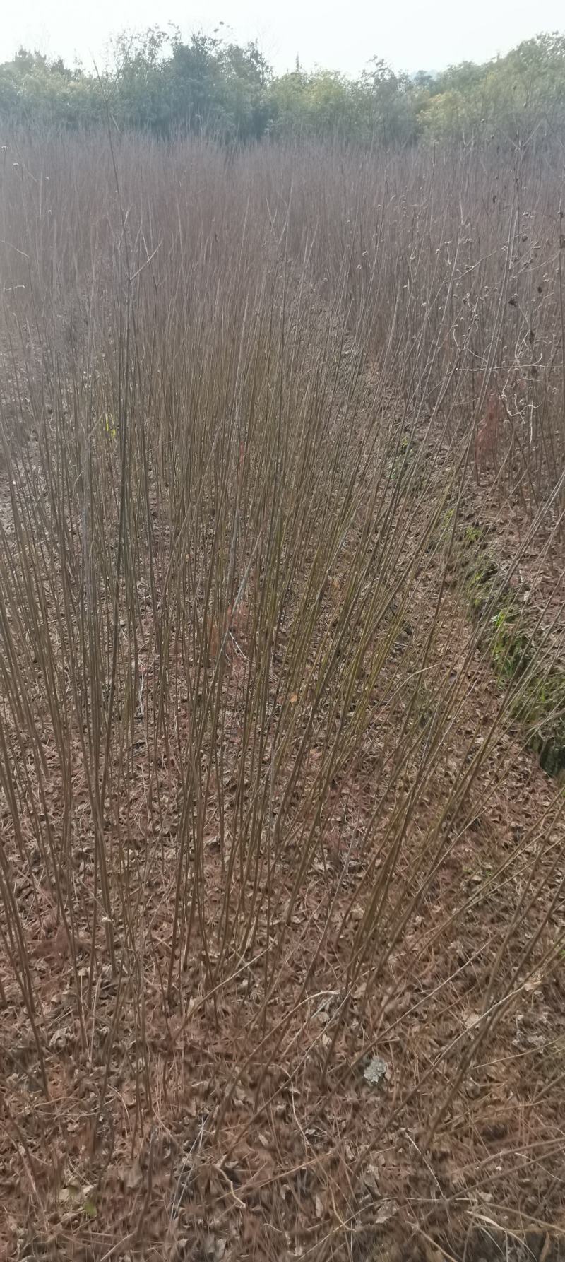 供应乌桕苗，一年生乌桕，1公分乌桕大量供应，一手货源
