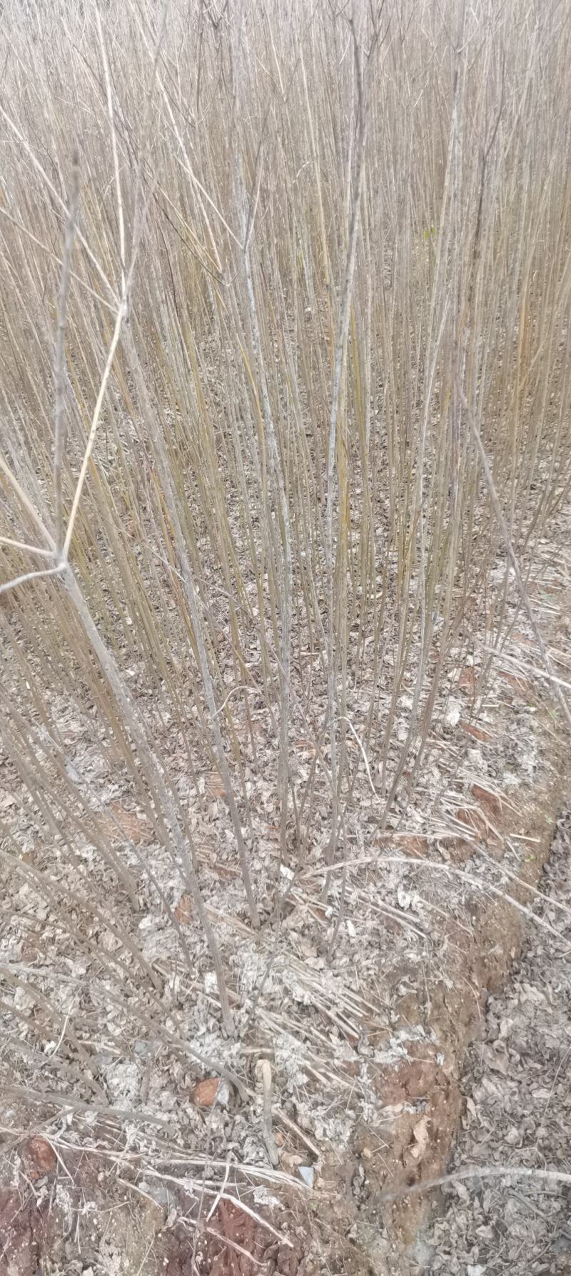 供应乌桕苗，一年生乌桕，1公分乌桕大量供应，一手货源