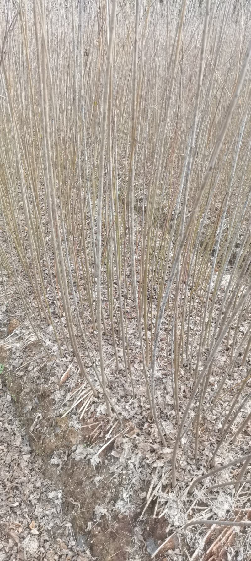 供应乌桕苗，一年生乌桕，1公分乌桕大量供应，一手货源