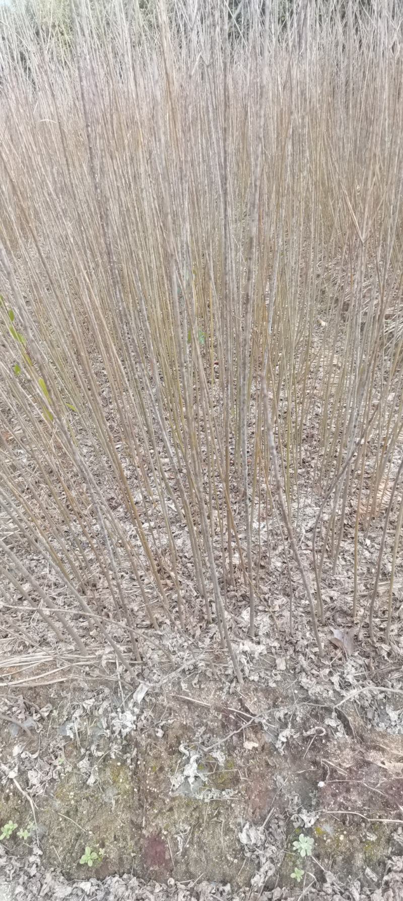 供应乌桕苗，一年生乌桕，1公分乌桕大量供应，一手货源