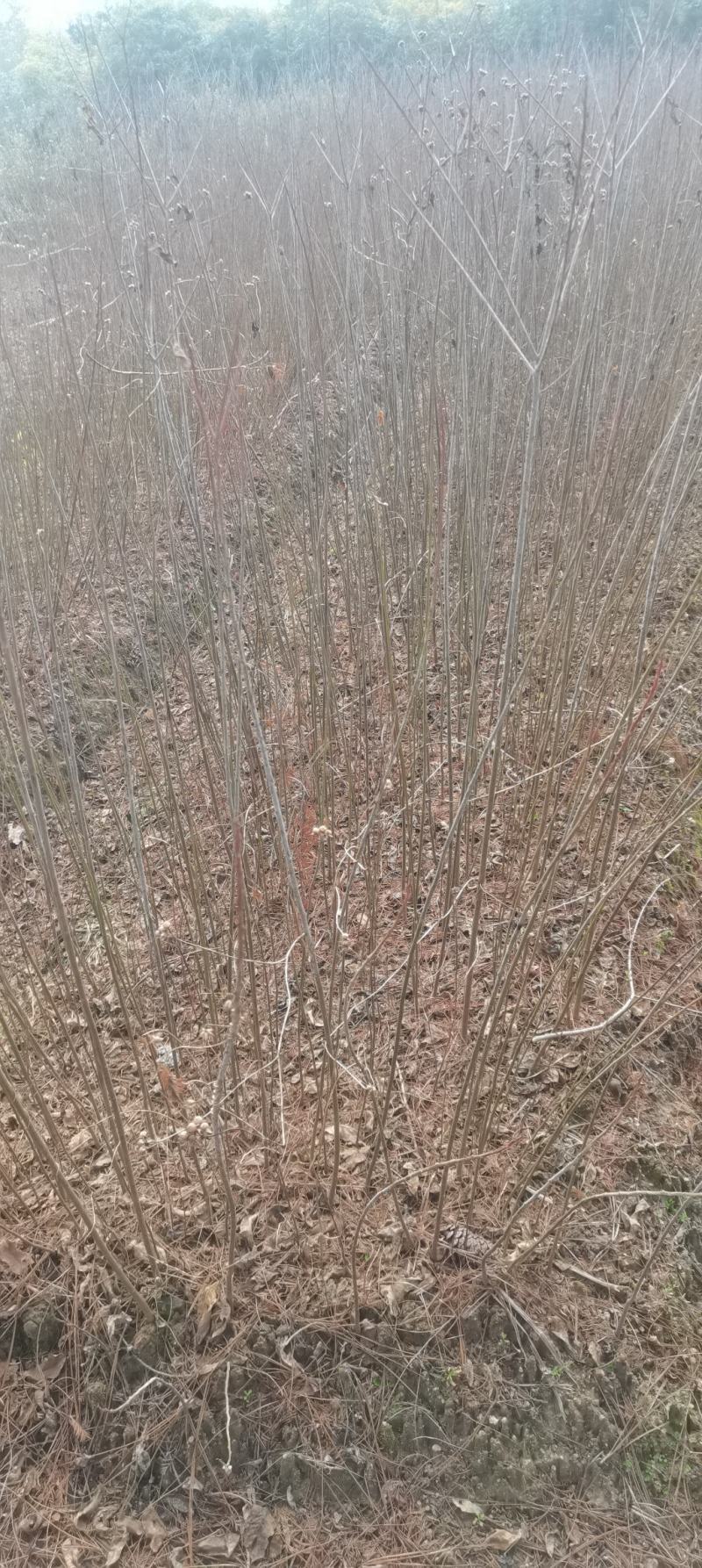 供应乌桕苗，一年生乌桕，1公分乌桕大量供应，一手货源