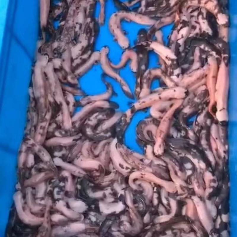 娃娃鱼金娃娃观赏鱼大量有货电话联系