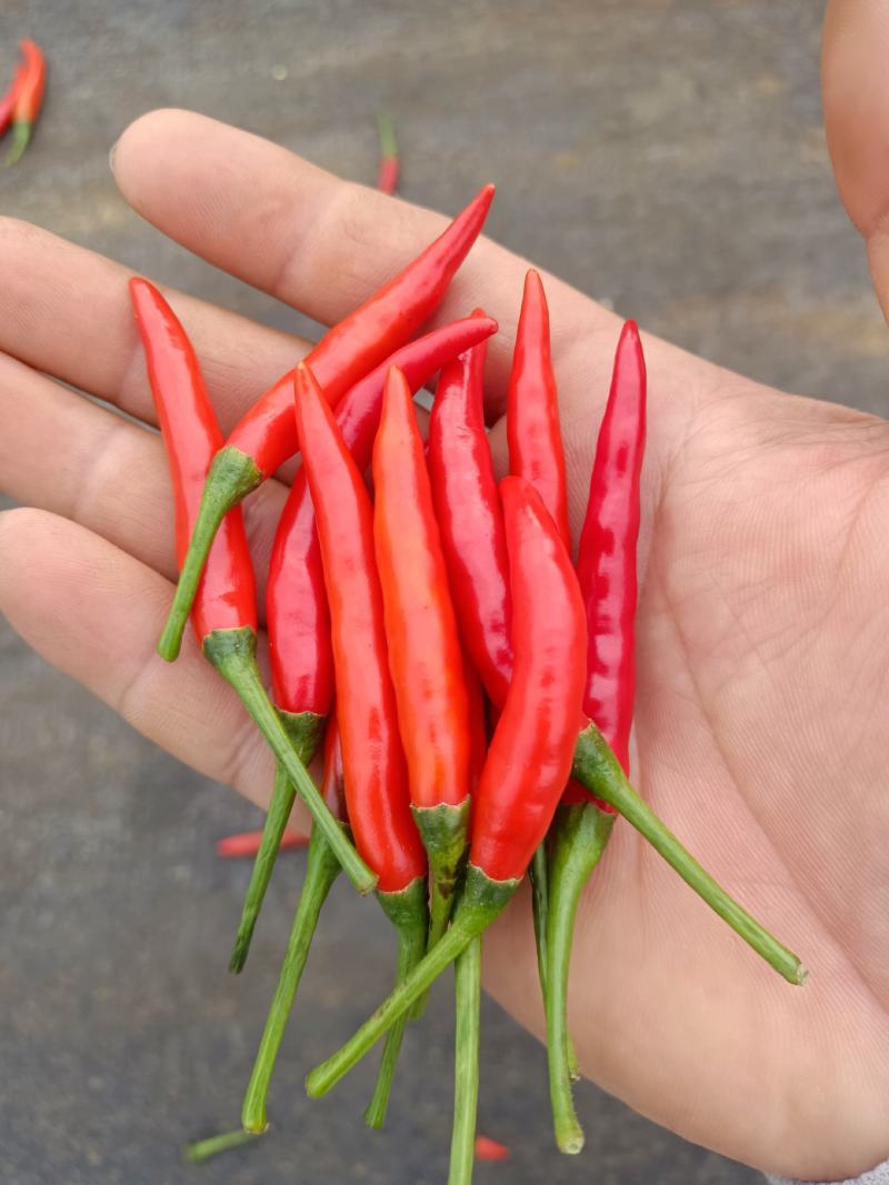 年货蔬菜欢迎你