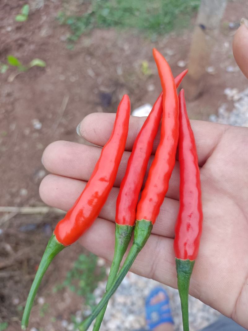 年货蔬菜欢迎你