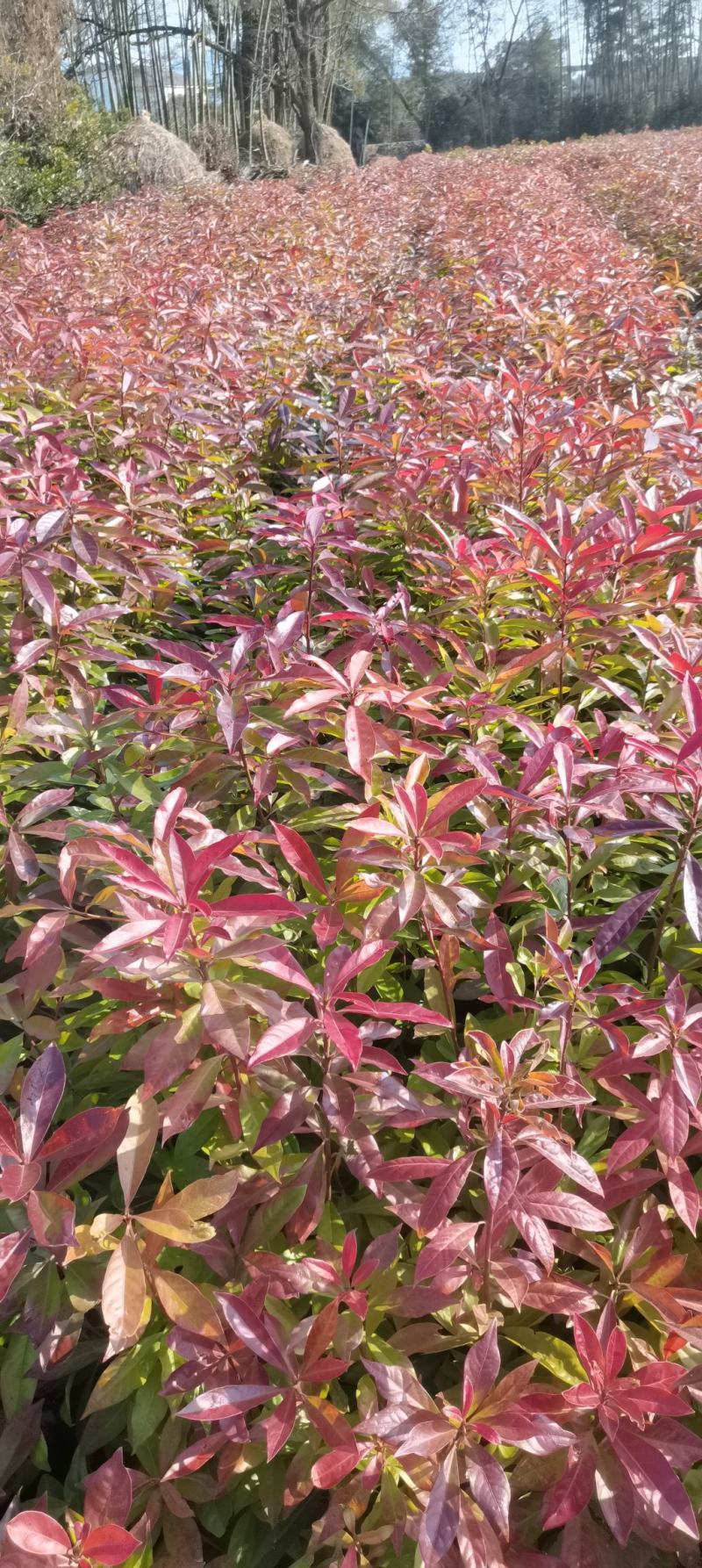 木荷苗，基地直供，防火隔离带苗木，欢迎咨询