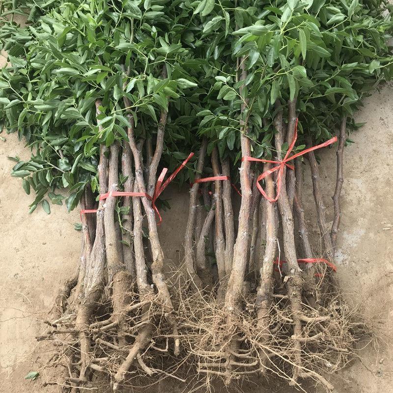 枣树苗洛川无核枣苗金丝蜜枣苗冰糖枣树苗品种齐全