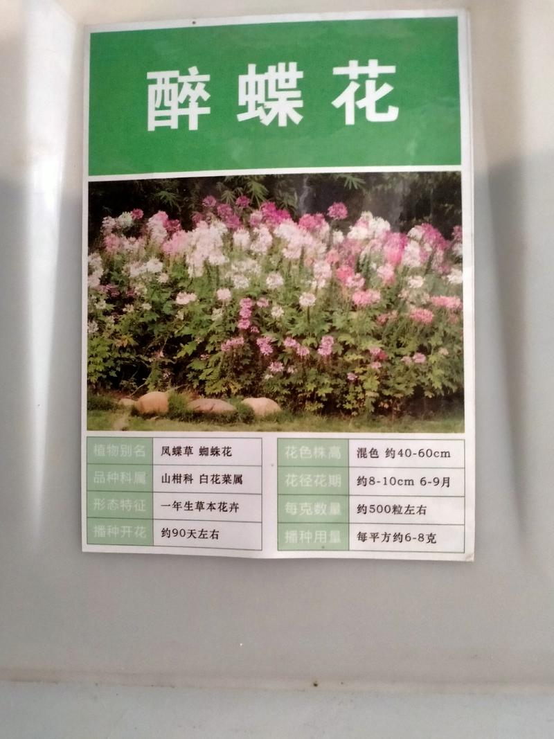 醉蝶花种子四季易种活阳台绿植盆栽庭院花卉种子花种孑醉蝶花