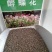 醉蝶花种子四季易种活阳台绿植盆栽庭院花卉种子花种孑醉蝶花