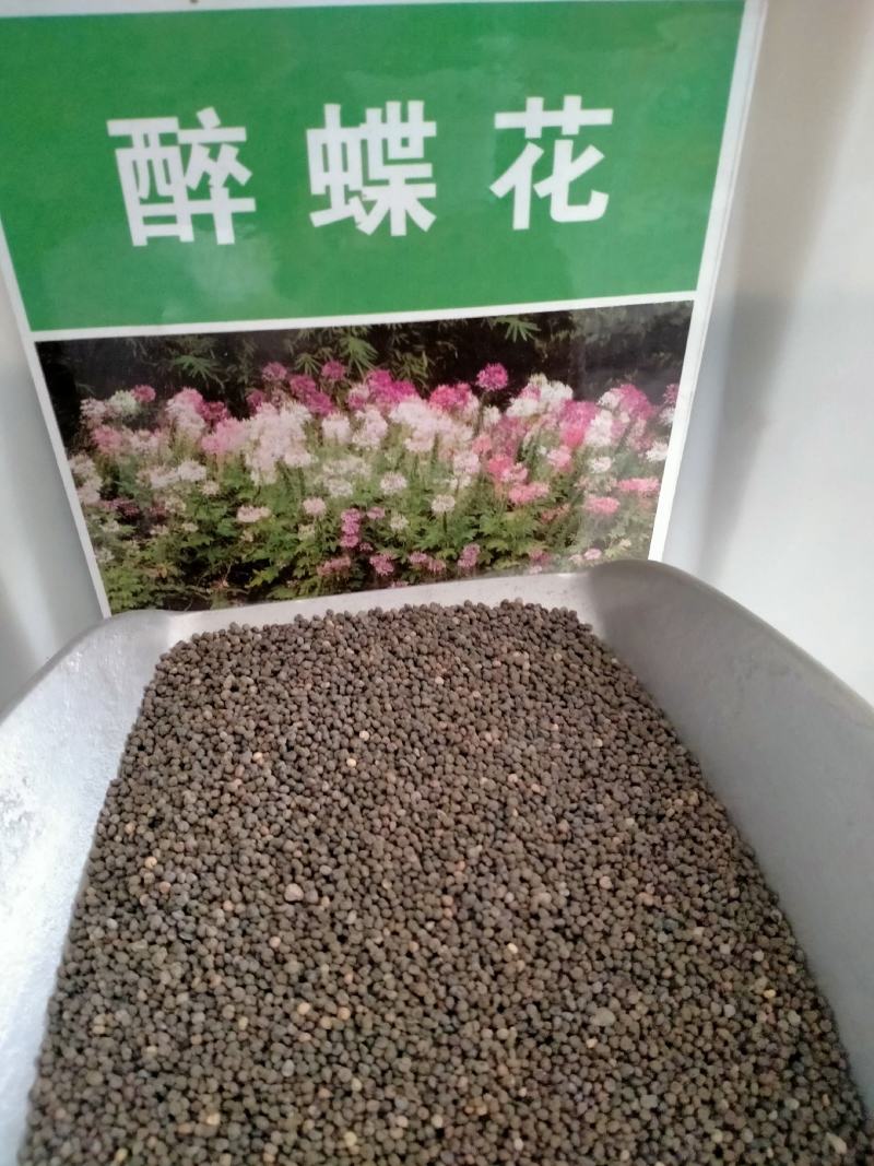 醉蝶花种子四季易种活阳台绿植盆栽庭院花卉种子花种孑醉蝶花