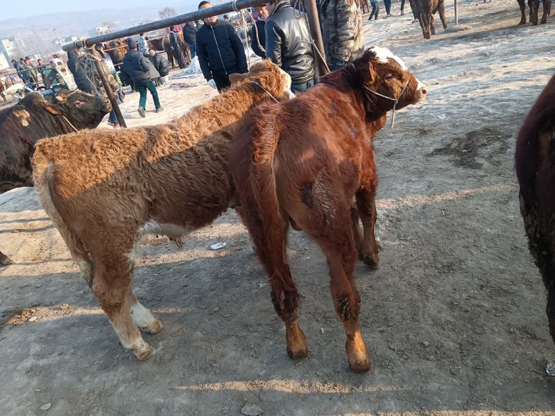 肉牛犊出售，欢迎各位客商前来参观选购，价格合理，质量优良