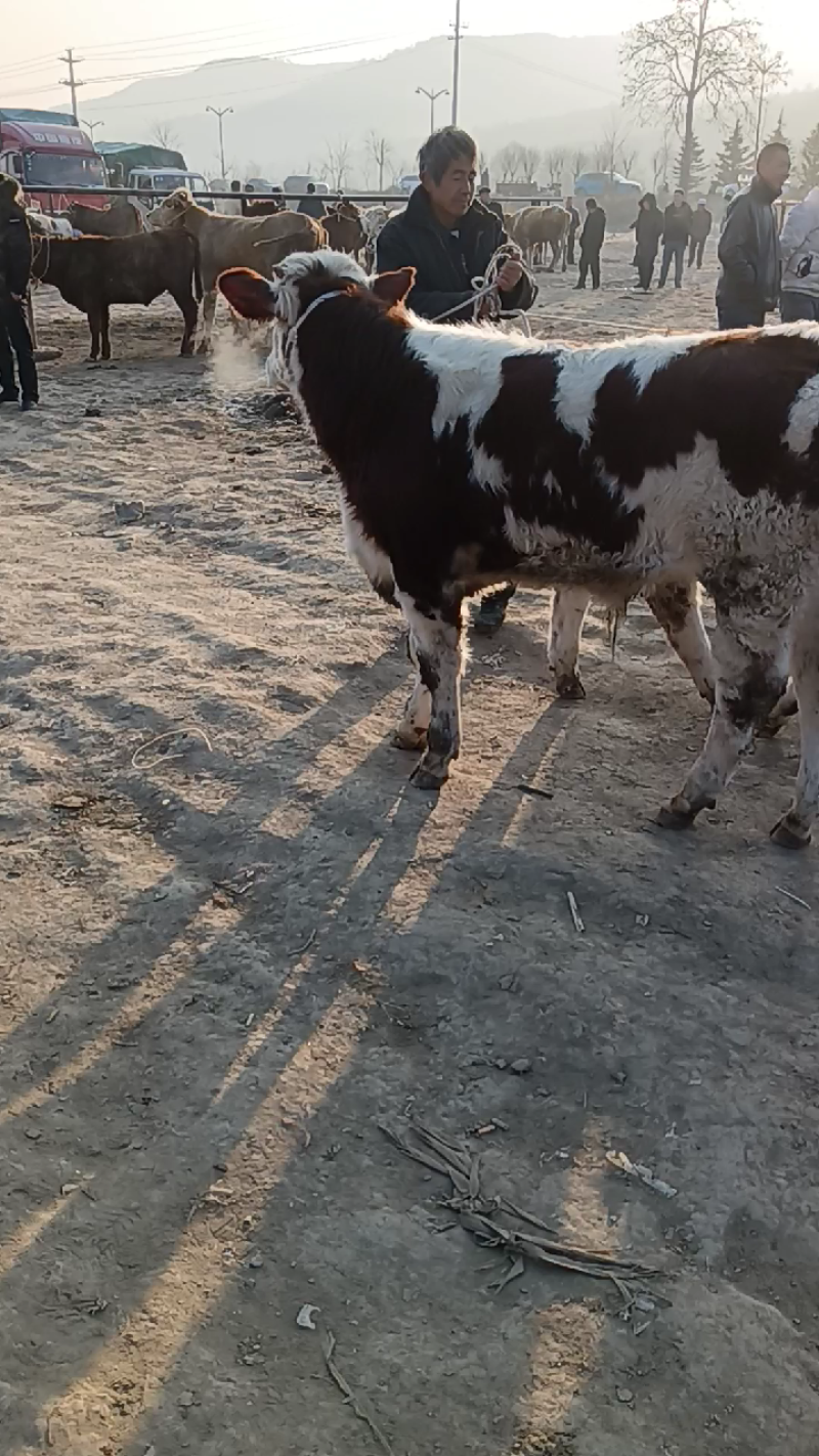 肉牛犊出售，欢迎各位客商前来参观选购，价格合理，质量优良