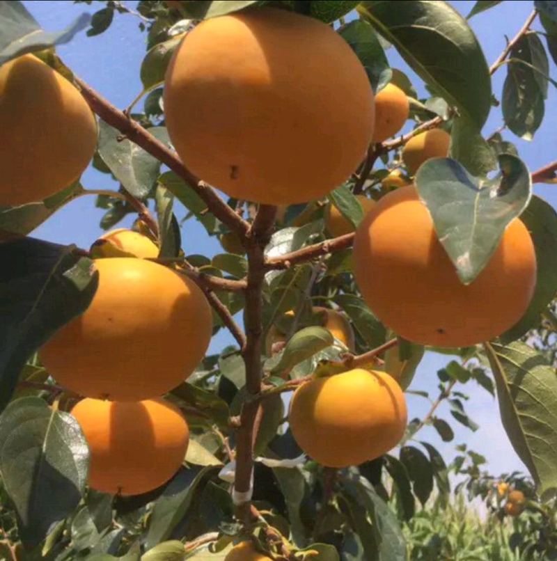 柿子树苗二年生大秋甜柿嫁接苗无核甜柿富有阳丰摘下即食