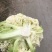 【优质】散花，大量上市，规格齐全品质保证