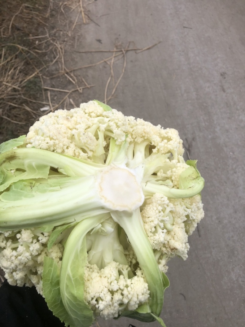 【优质】散花，大量上市，规格齐全品质保证
