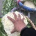 【优质】散花，大量上市，规格齐全品质保证