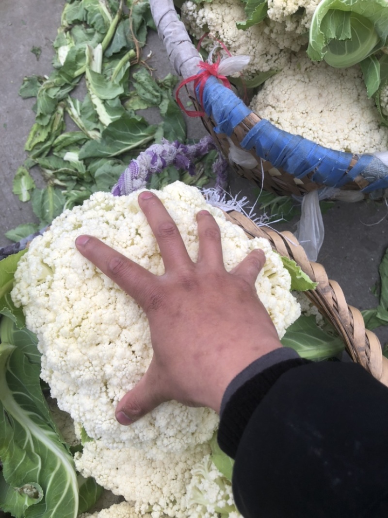 【优质】散花，大量上市，规格齐全品质保证