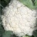 【优质】散花，大量上市，规格齐全品质保证