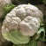 【优质】花菜散装，包装，品质保证供应全国大量出售