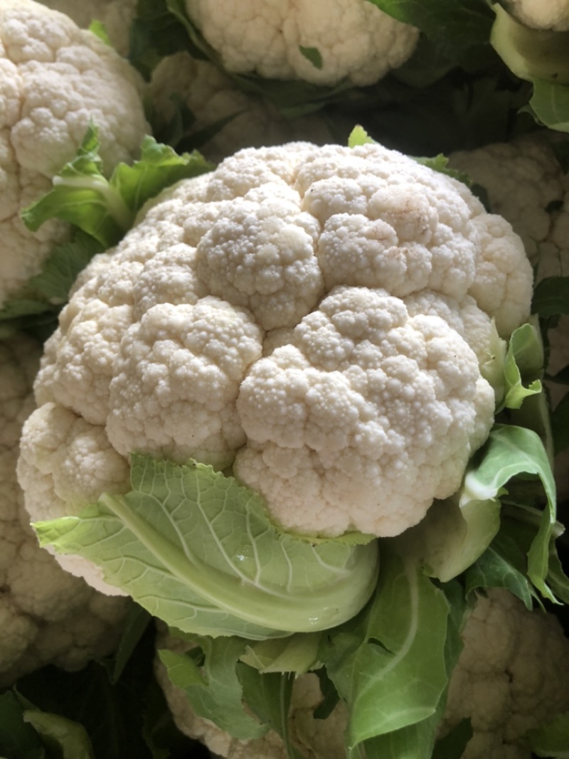 【优质】花菜散装，包装，品质保证供应全国大量出售