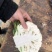 【优质】花菜散装，包装，品质保证供应全国大量出售