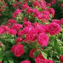 食用玫瑰，大花香水月季20~30cm高，