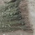 山苍籽树苗正在热售中，经过精选优质高产量种籽，培育苗。