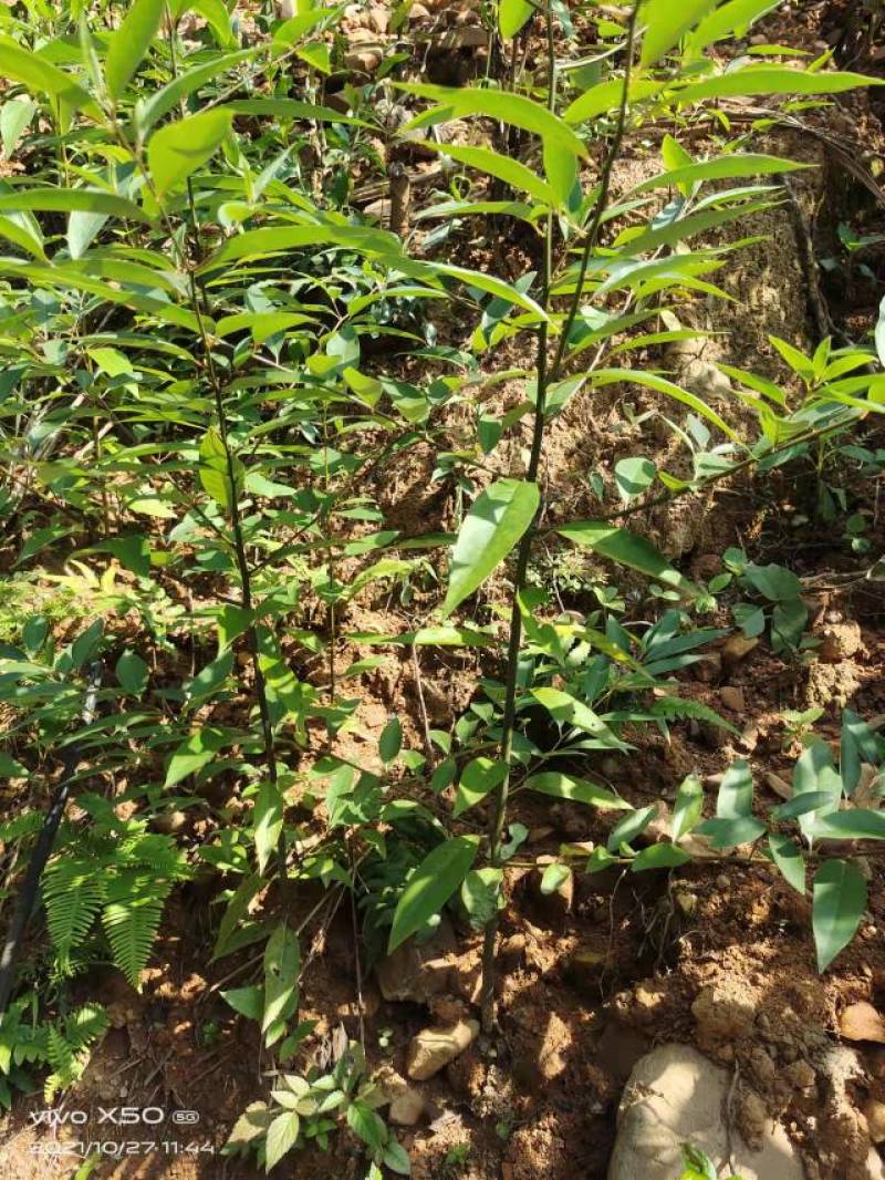 山苍籽树苗正在热售中，经过精选优质高产量种籽，培育苗。