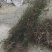 山苍籽树苗正在热售中，经过精选优质高产量种籽，培育苗。