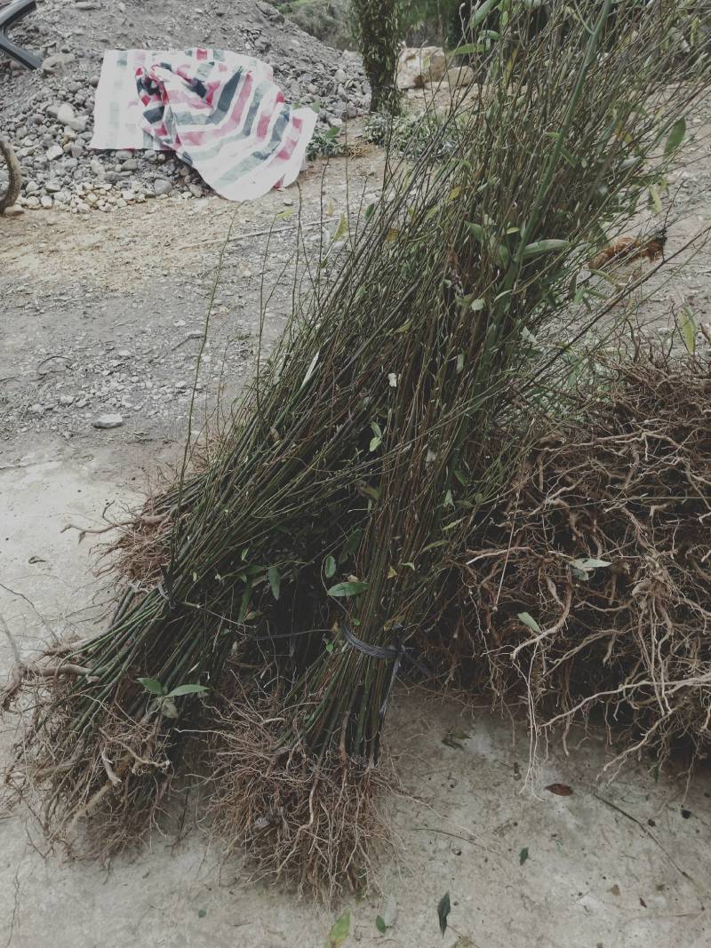 山苍籽树苗正在热售中，经过精选优质高产量种籽，培育苗。