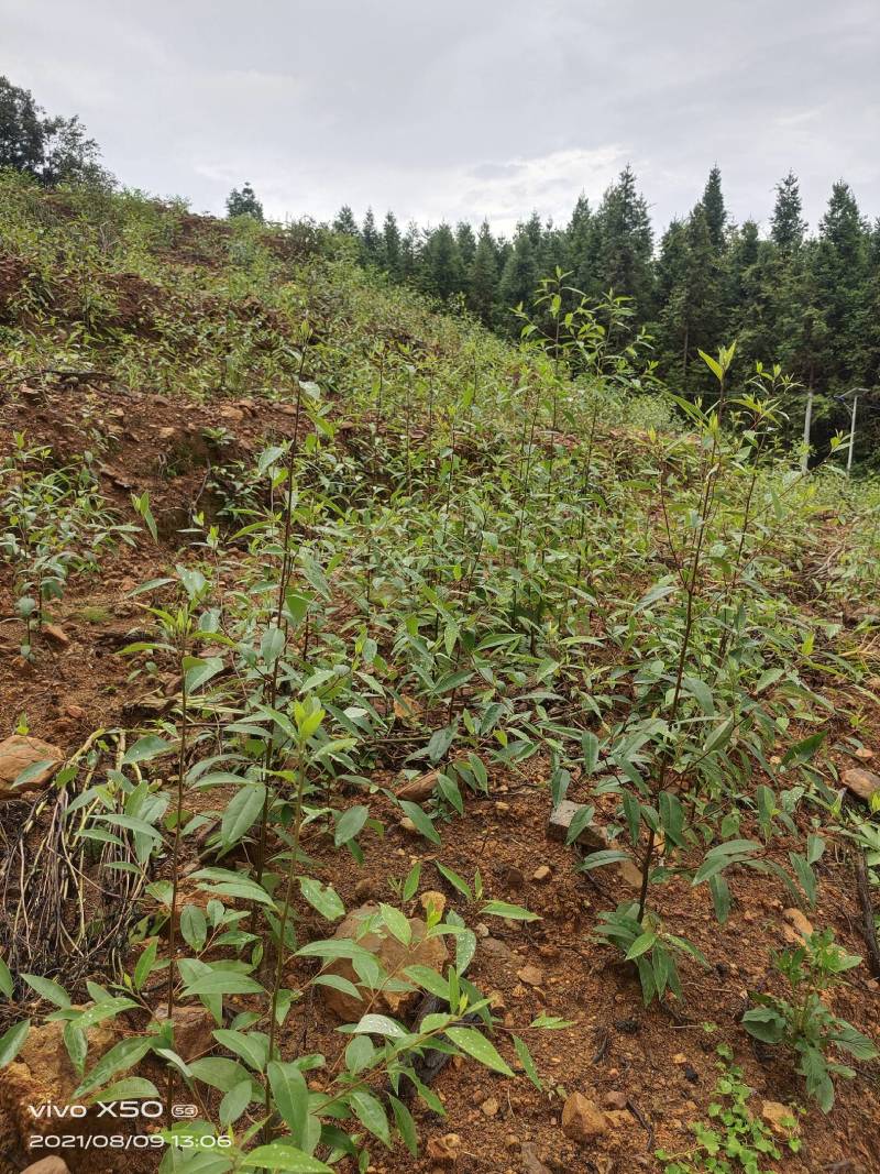 山苍籽树苗正在热售中，经过精选优质高产量种籽，培育苗。