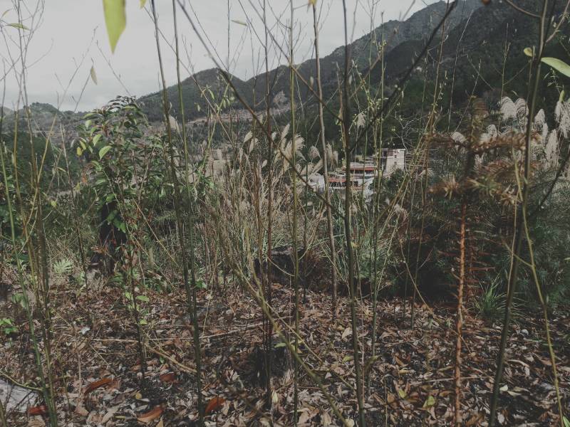 山苍籽树苗正在热售中，经过精选优质高产量种籽，培育苗。