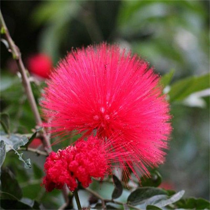 合欢树苗绿化合欢苗绒花树苗芙蓉花树苗庭院别墅风景树绿化行